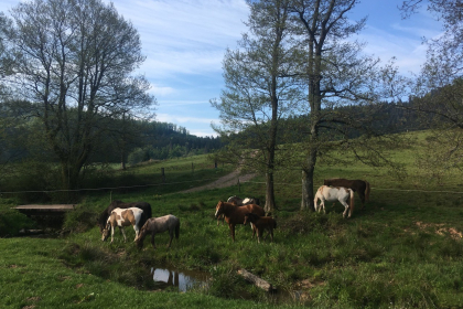 Ferme du nouveau chemin