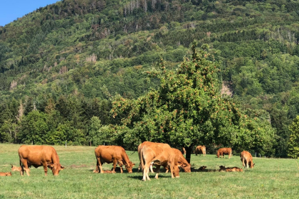 Ferme du Jodie