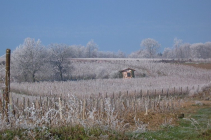 Domaine Ostermann