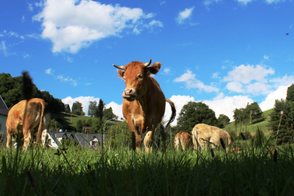 Ferme du remomont