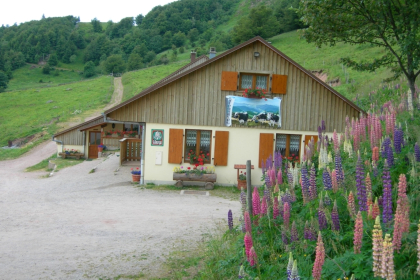 FERME AUBERGE STROHBERG - VALLEE DE MUNSTER