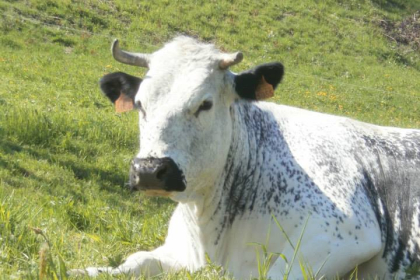 La Ferme de l'Estive - Sondernach - Vallée de Munster