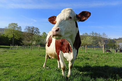 Ferme pédagogique